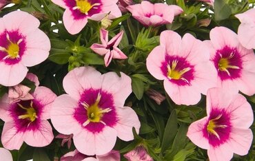 Calibrachoa Bloomtastic Rose Quartz 1 Litre
