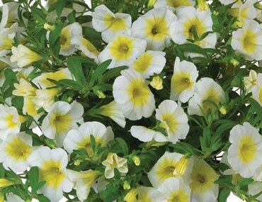Calibrachoa Bloomtastic Sunshine 1 Litre
