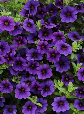 Calibrachoa Blue 1 Litre