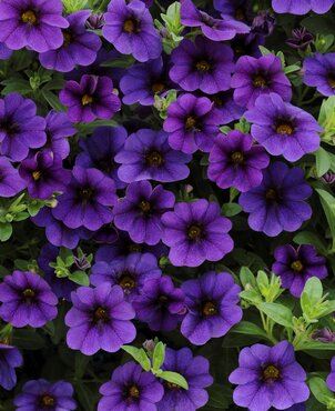 Calibrachoa Blue 10.5cm - image 1