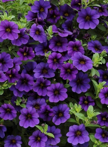 Calibrachoa Blue Jumbo Six Pack