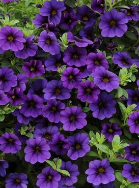 Calibrachoa Blue Jumbo Six Pack