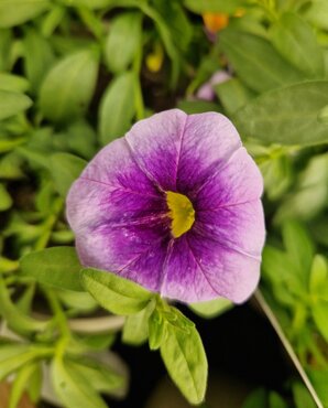 Calibrachoa Blueberry 1 Litre
