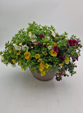 Calibrachoa Bowl 25cm - image 1