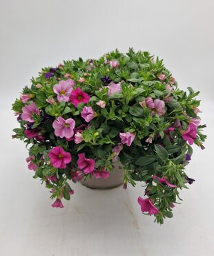 Calibrachoa Bowl 25cm - image 2