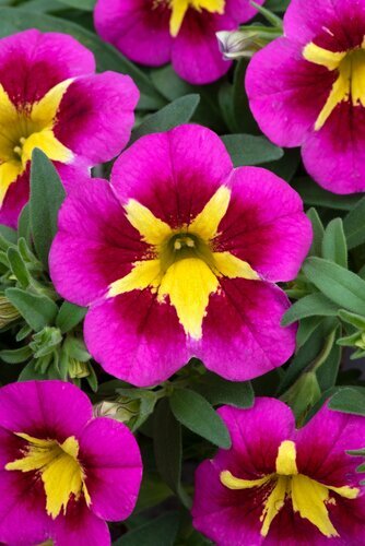 Calibrachoa Bumble Bee Hot Pink 1 Litre