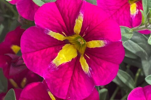Calibrachoa Bumblebee Hot Pink 1 Litre