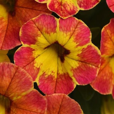 Calibrachoa Cabaret Special Diva Orange 1 Litre