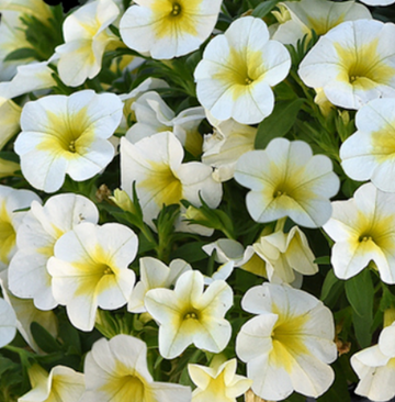 Calibrachoa Cabaret Special Frosty Lemon 1 Litre
