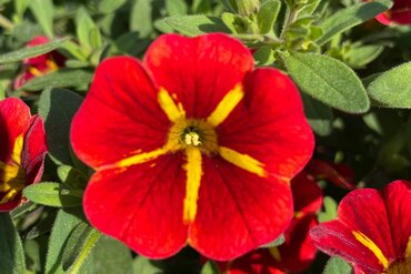 Calibrachoa Cabaret Special Red Kiss 1 Litre