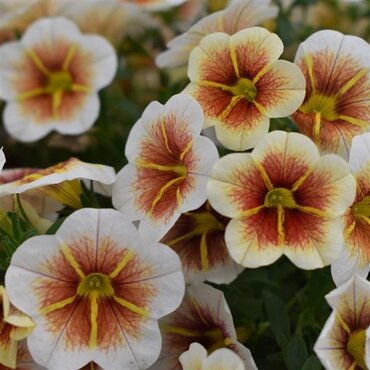 Calibrachoa Calitastic Cappuccino 1 Litre