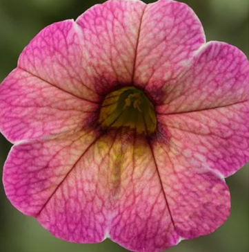 Calibrachoa Callie Summer 1 Litre
