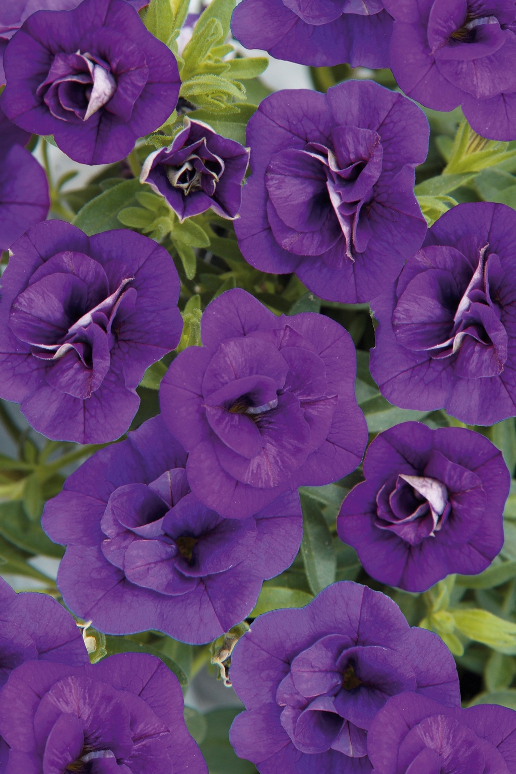 Calibrachoa Can Can Double Blue Plug Stewarts Garden Centre