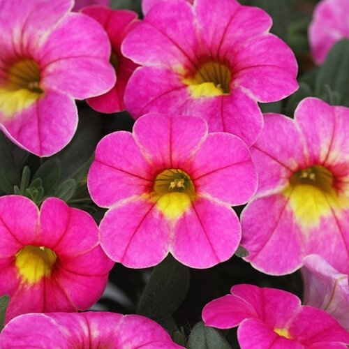 Calibrachoa Chameleon Pink Passion 10.5cm