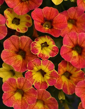 Calibrachoa Chameleon Sunshine Berry 10.5cm