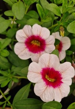 Calibrachoa Cherry Blossom Jumbo Six Pack