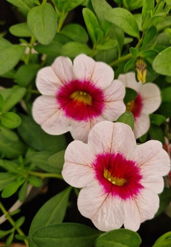 Calibrachoa Cherryblossom 1 Litre