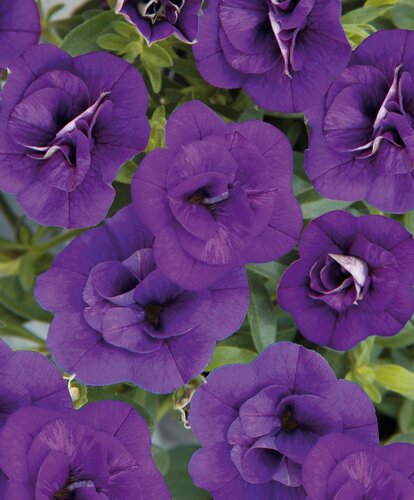 Calibrachoa Double Blue 10.5cm - image 1