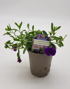 Calibrachoa Double Blue 10.5cm - image 2