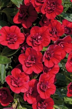 Calibrachoa Double Red 10.5cm