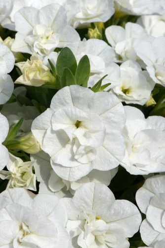 Calibrachoa Double White 10.5cm - image 1