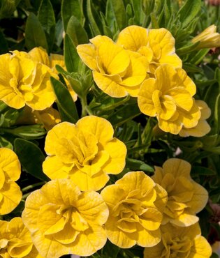 Calibrachoa Double Yellow 10.5cm - image 1