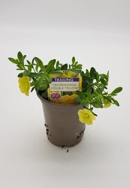 Calibrachoa Double Yellow 10.5cm - image 2