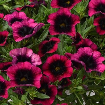 Calibrachoa Dracula 1 Litre