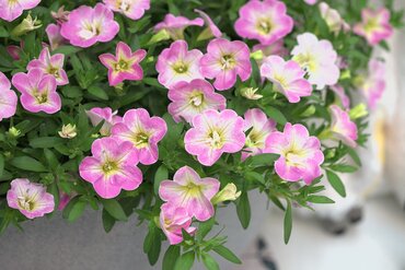 Calibrachoa Fancy Francy 1 Litre