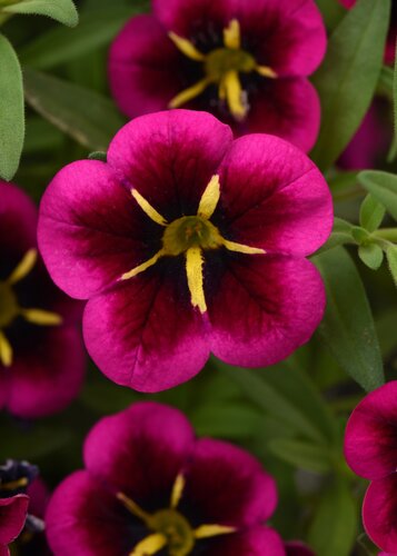 Calibrachoa Kiss Jumbo Six Pack