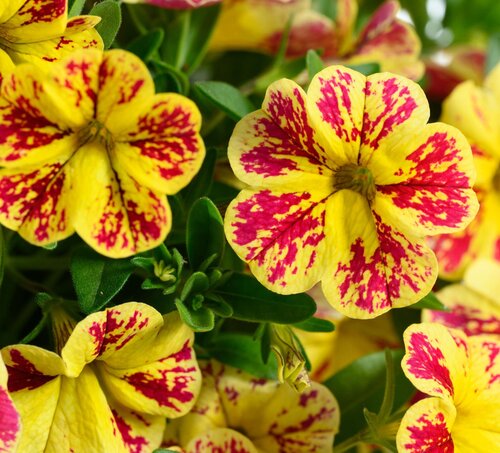 Calibrachoa Lemon Cherry Jumbo Six Pack