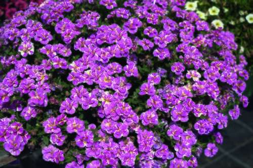 Calibrachoa Loopy Pink 1 Litre