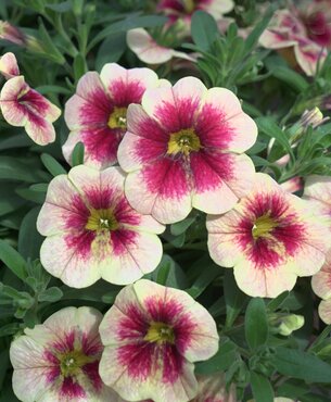 Calibrachoa Mango Lassi 1 Litre