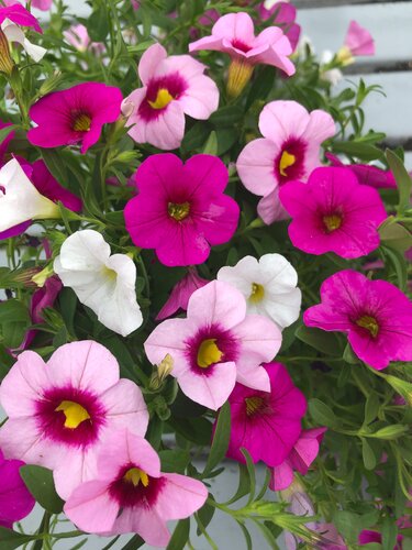 Calibrachoa Mixed Hanging Pot 25cm - image 3