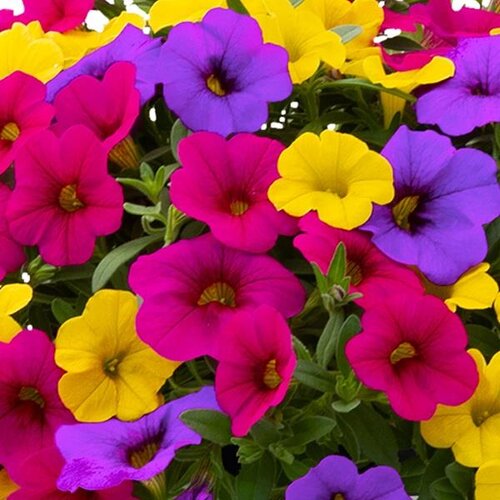 Calibrachoa Mixed Hanging Pot 25cm - image 1