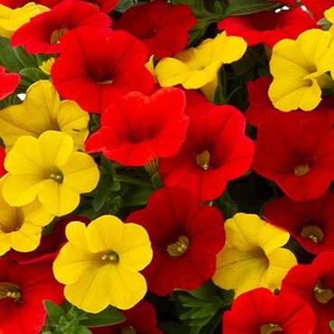 Calibrachoa Mixed Hanging Pot 25cm - image 2