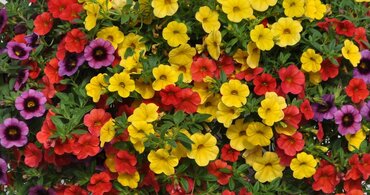 Calibrachoa Mixed Jumbo Six Pack