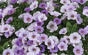 Calibrachoa Ombre Blue 1 Litre
