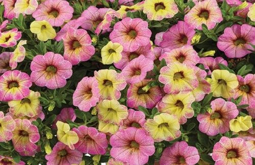 Calibrachoa Ombre Pink 1 Litre