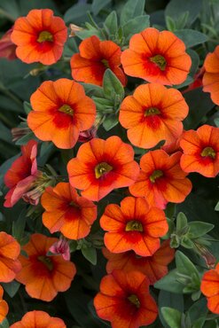 Calibrachoa Orange 1 Litre