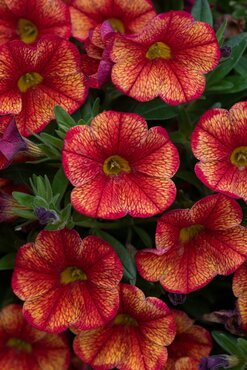 Calibrachoa Oriental 1 Litre