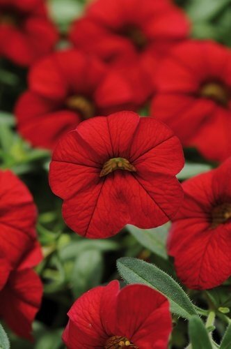 Calibrachoa Red 1 Litre