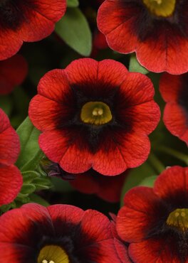 Calibrachoa Red Kiss 1 Litre