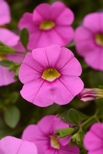 Calibrachoa Rose 10.5cm