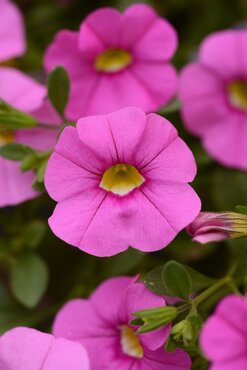 Calibrachoa Rose 10.5cm