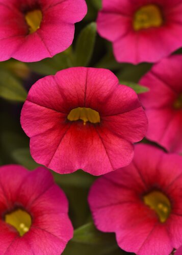 Calibrachoa Rose Jumbo Six Pack