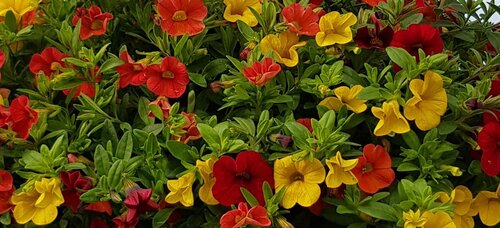 Calibrachoa Summertime Jumbo Six Pack