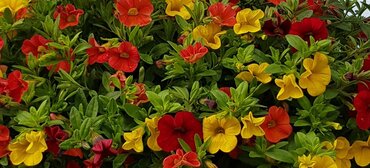 Calibrachoa Summertime Jumbo Six Pack