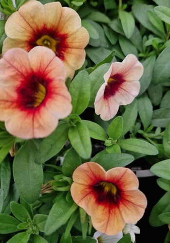 Calibrachoa Sunset 1 Litre