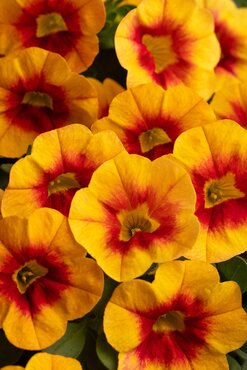 Calibrachoa Sunset 10.5cm